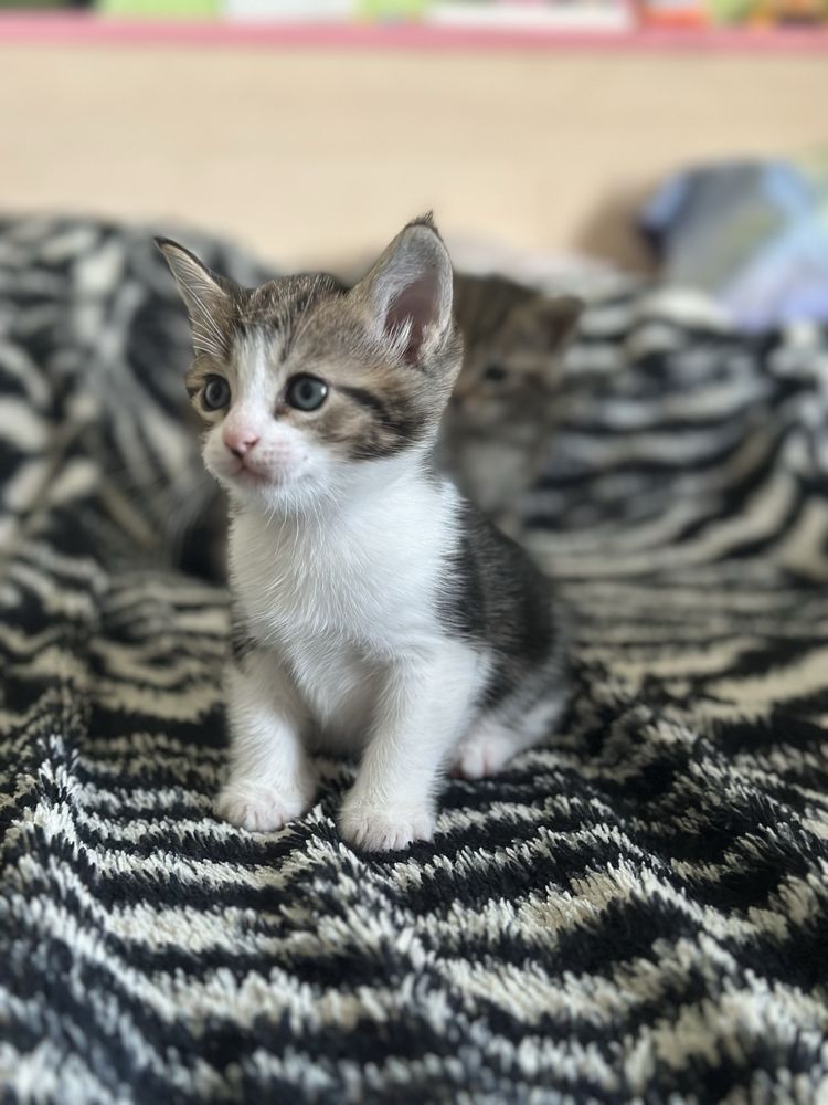 Отдам котят только в ответственные руки