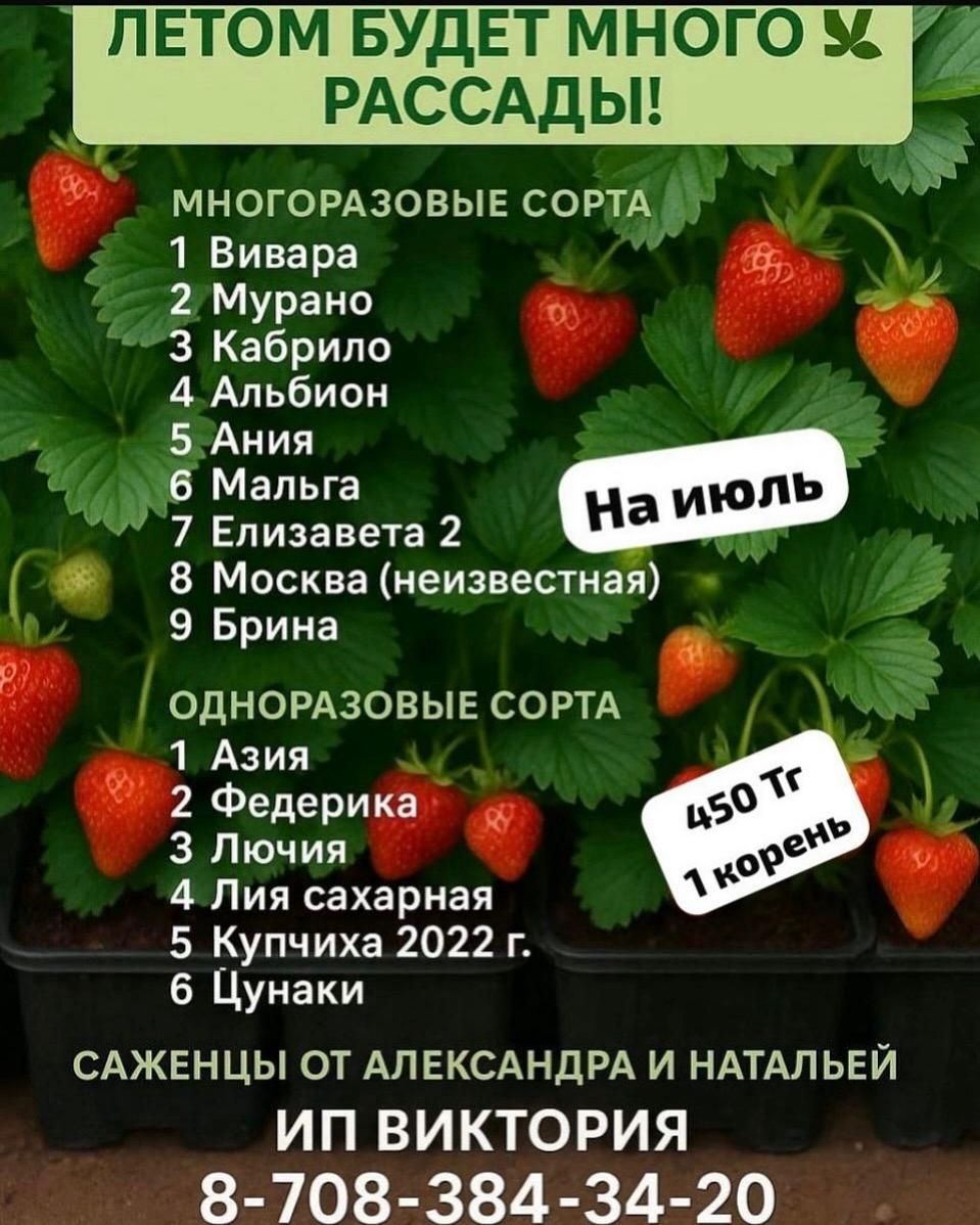 Продам рассаду клубники