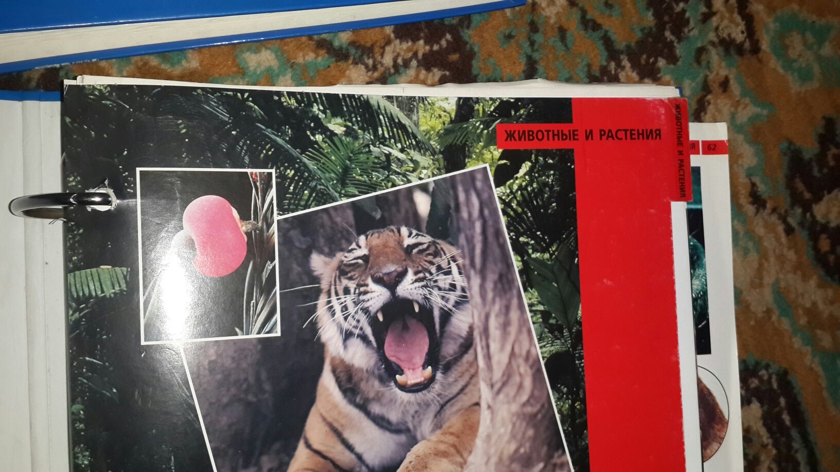 Книга энциклопедия пластинки диски