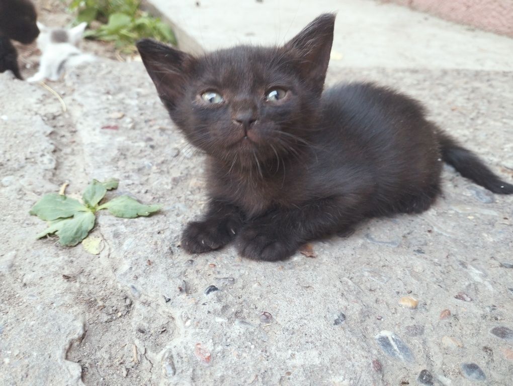 Отдам котят . Котятам по 1 месяцу приучены к туалету на улице