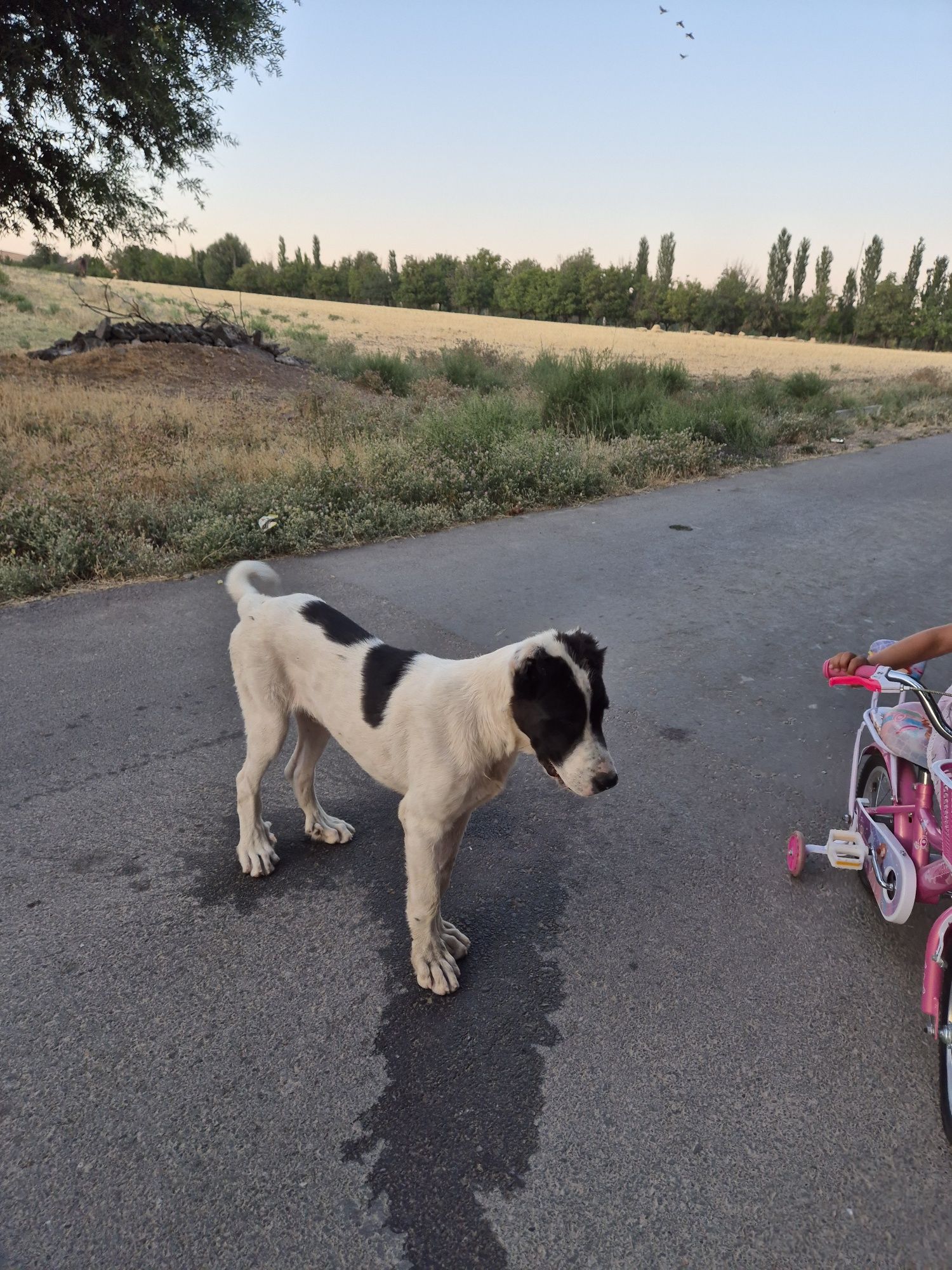 Алабай күшік 3 айлық