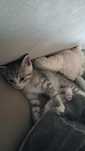 котёнок мальчикк