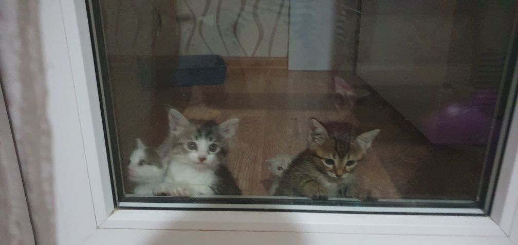 Отдам котят в добрые руки