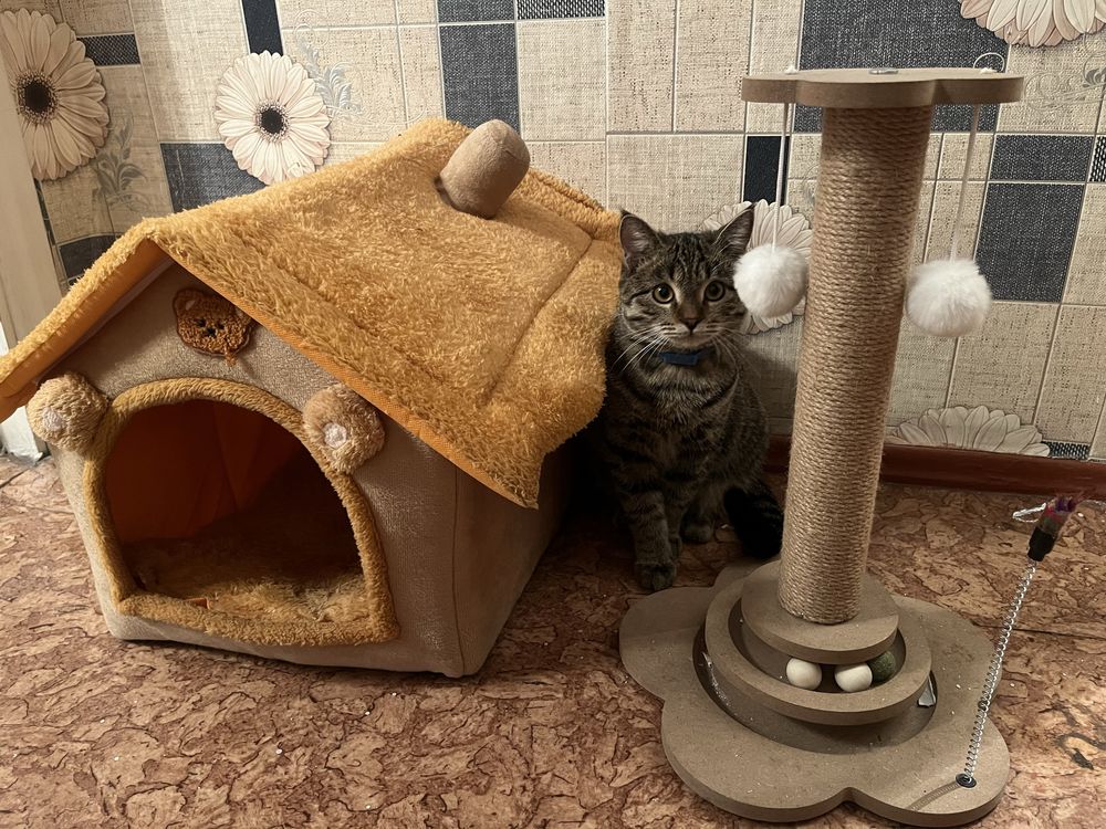 Кот в добрые руки