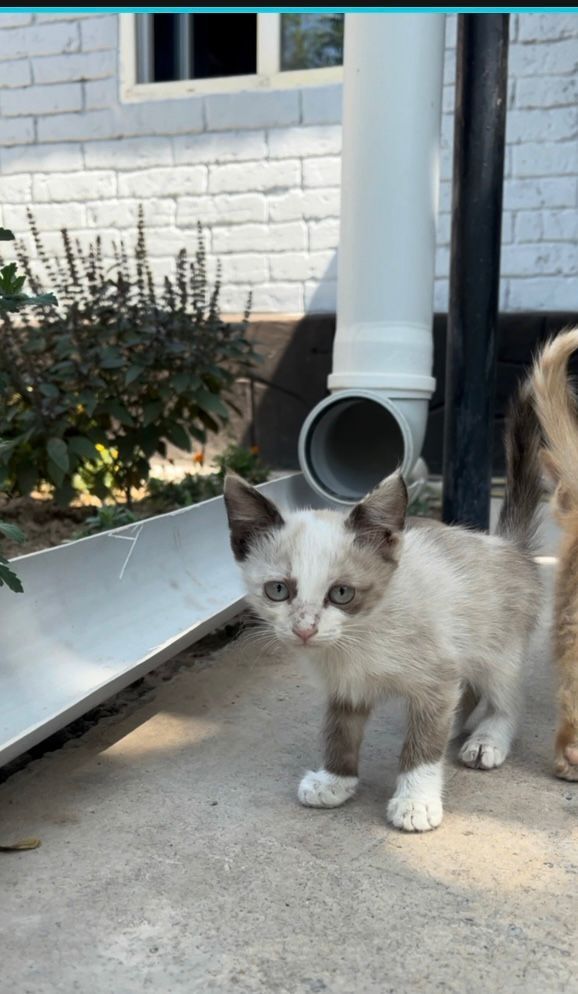 Котята крысоловы