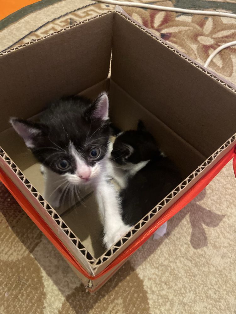 Котята мальчики срочно