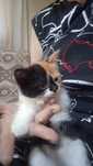 Котята домашние .