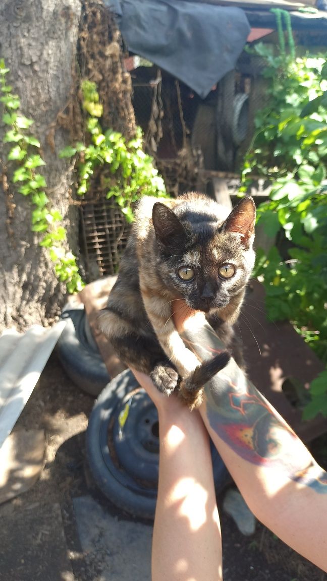 Милые котята, неизвестной породы