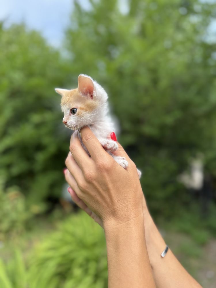 Котенок в добрые руки!