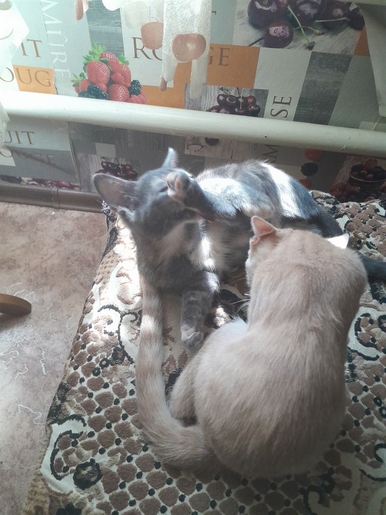 Котята очень красивые 2 рыжых один пудровый и один серый.