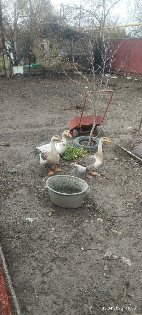 Продам Гусей.Молодых