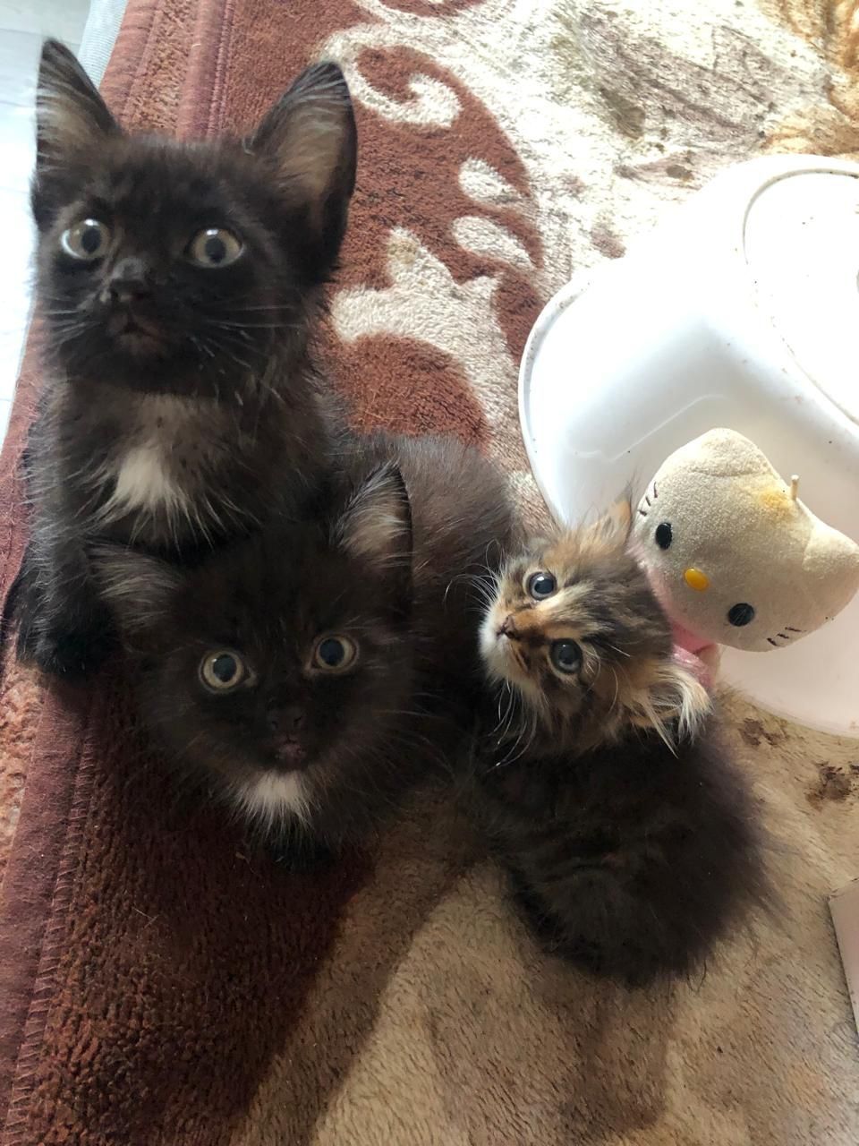 Отдам котят в добрые руки