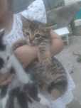 Котята ищут хозяина