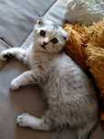 шотландский котенок)