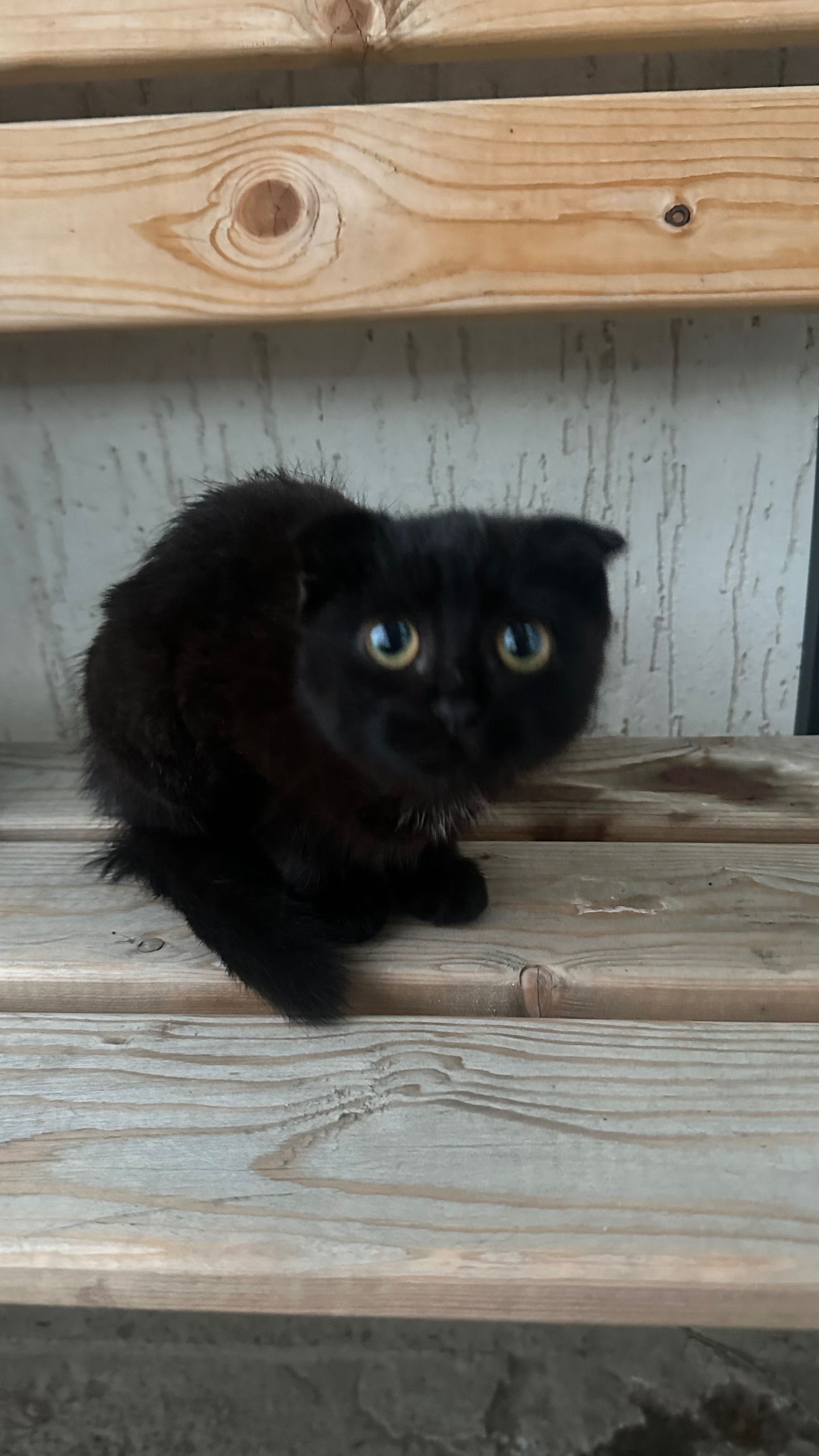 Котенок вислоухий бесплатно