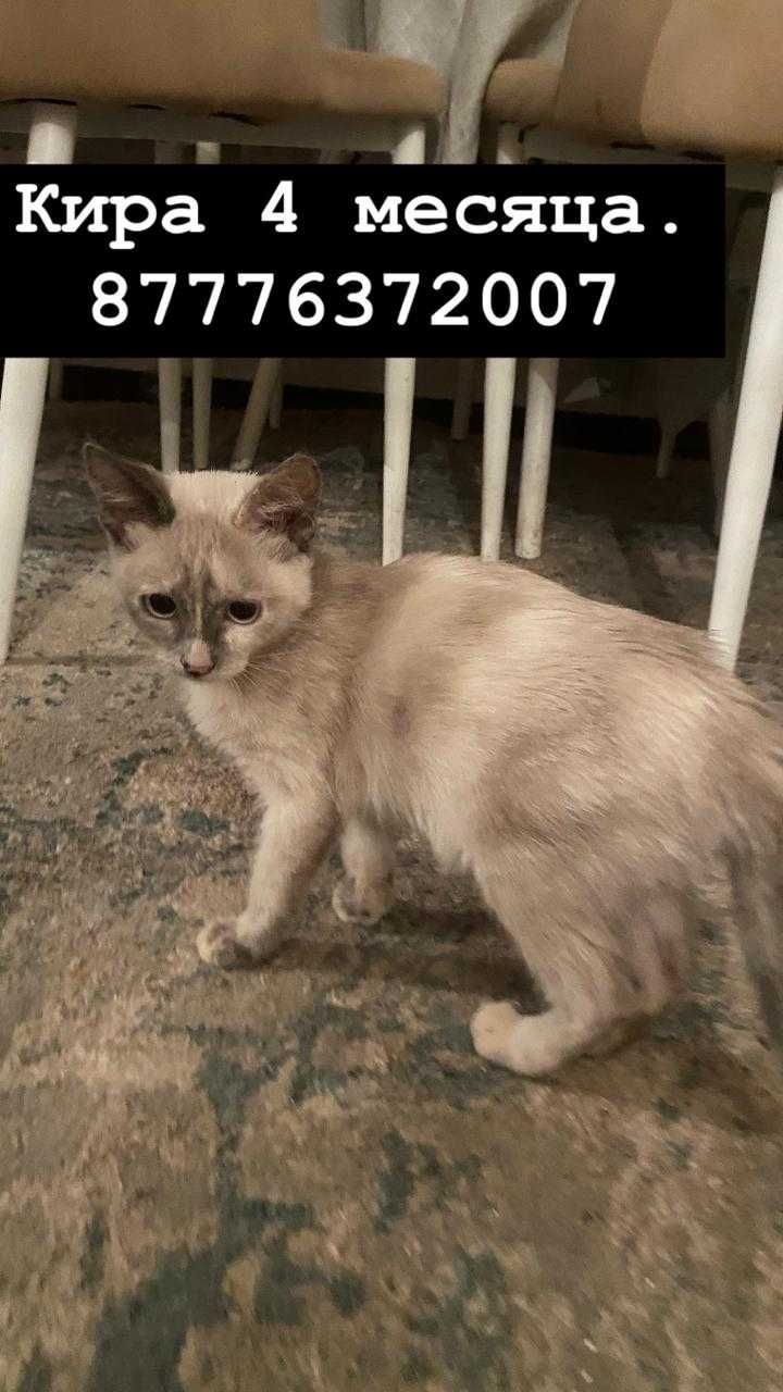 Кошки, кот, котенок в ответственные руки