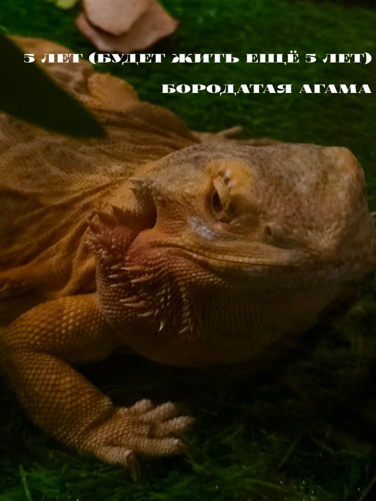 Экзотическая агама ищет хозяев — станет отличным другом для всей семьи