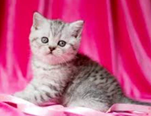 Котята чистокровные
