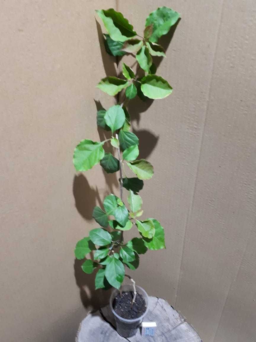 Бугенвиллия Bougainvillea