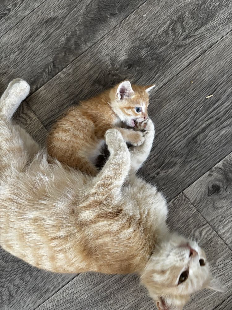 Кошечка ищет добрые руки