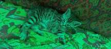 Британский котенок девочка