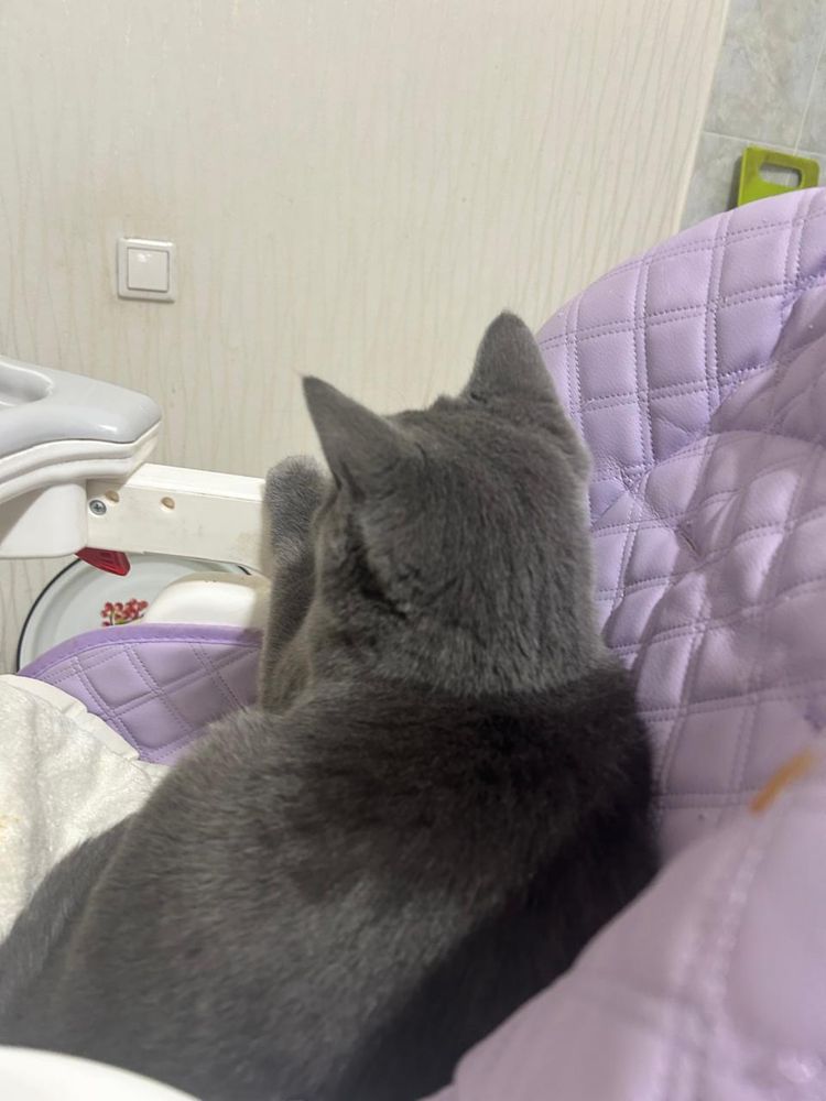 Кот породистый. Умный. Ласковый