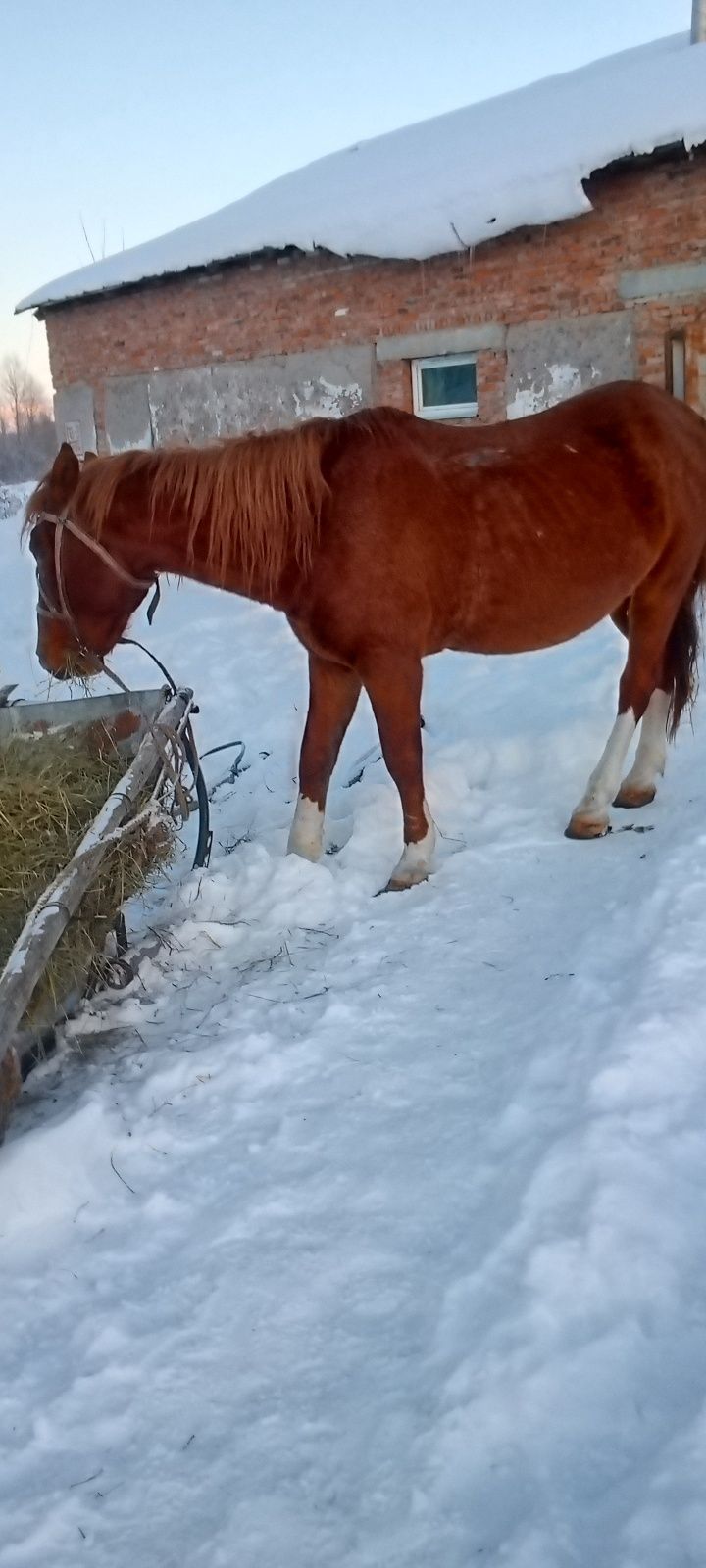 Меняю жеребца на Кобылу