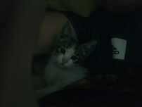 В добрые руки! Котенок 2 месяца
