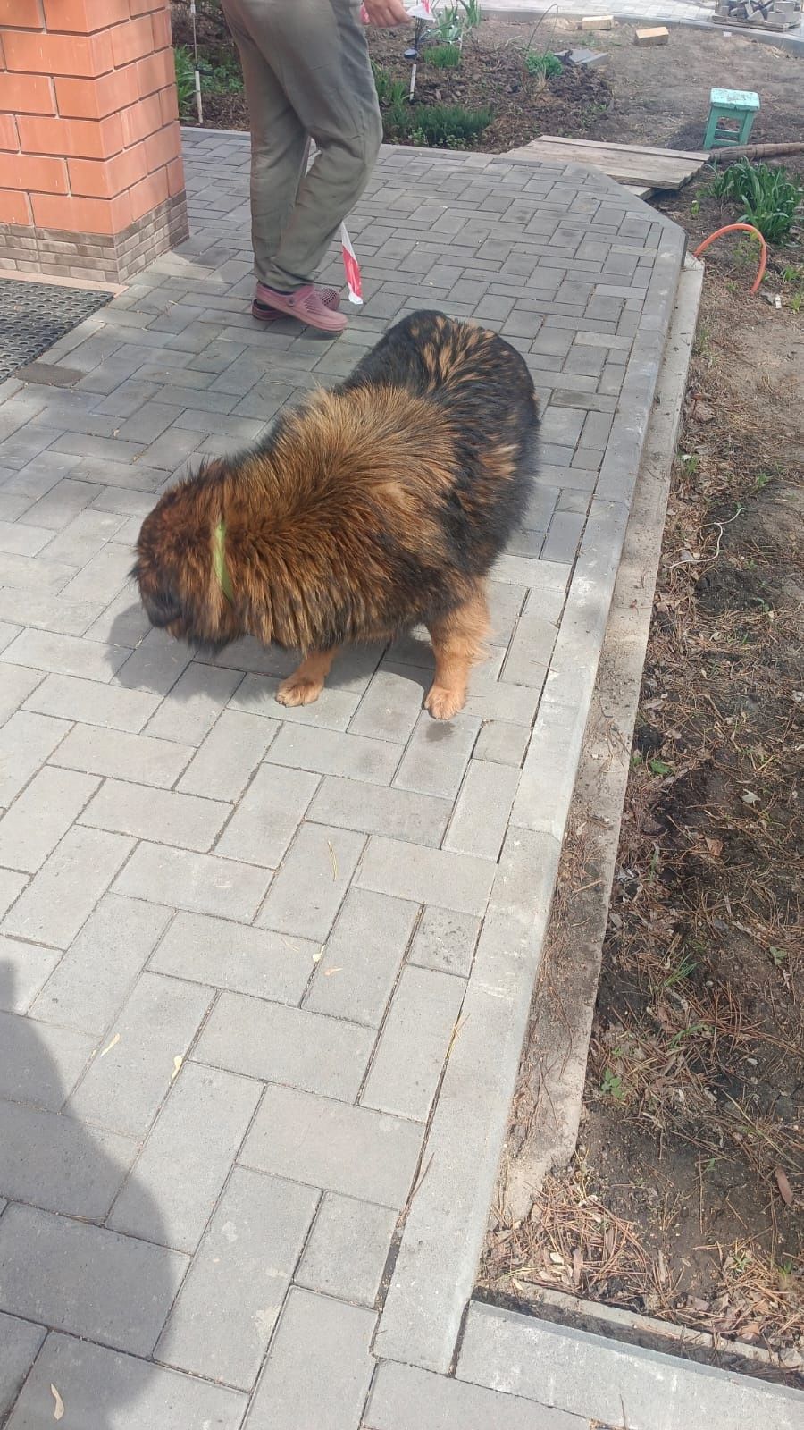 Отдам в добрые руки