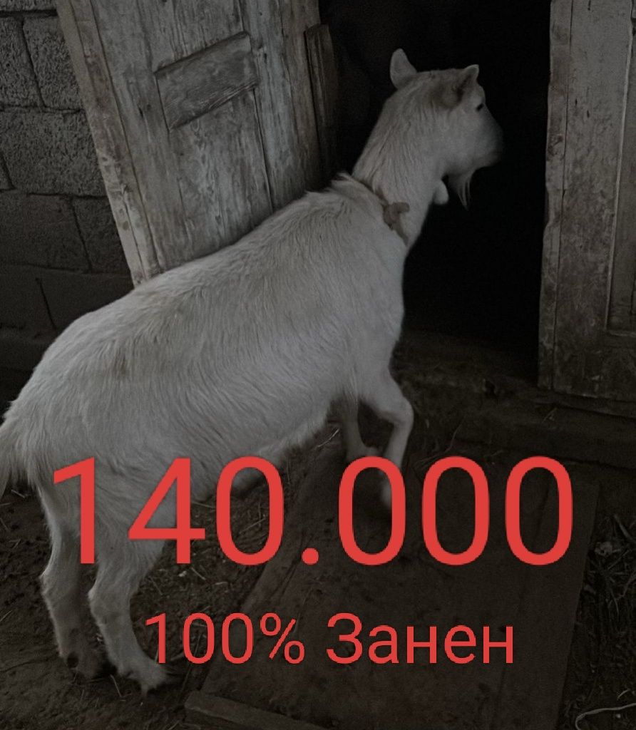 Продам чистокровный коз порода цены разные зависимости от возраста