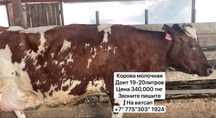 Продам корову Телёнок дойной!!!