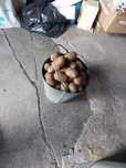Продам дачный картофель