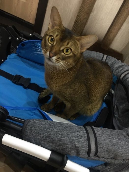 Вязка абиссинского котика