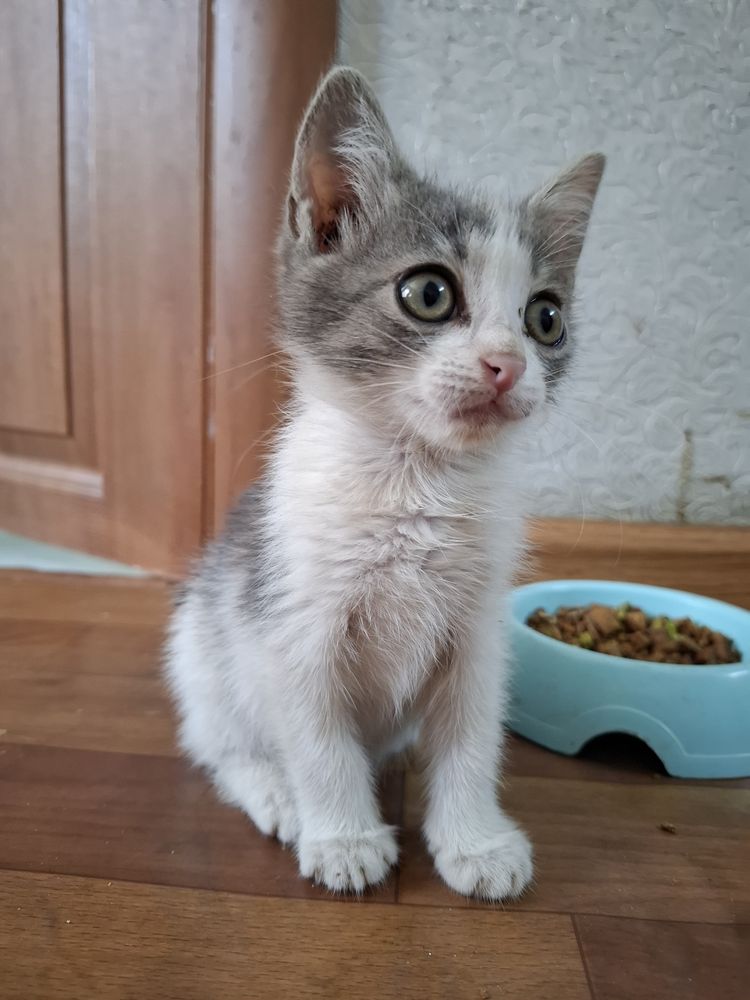 Котенок в добрые руки