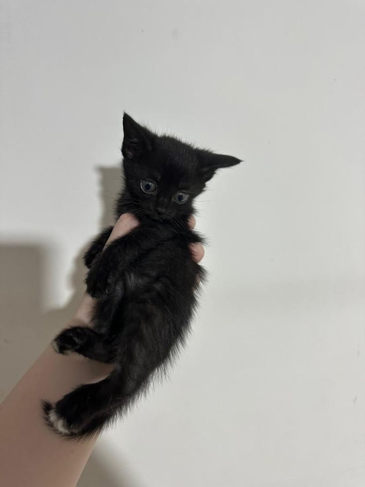 Отдам котят в хорошие руки