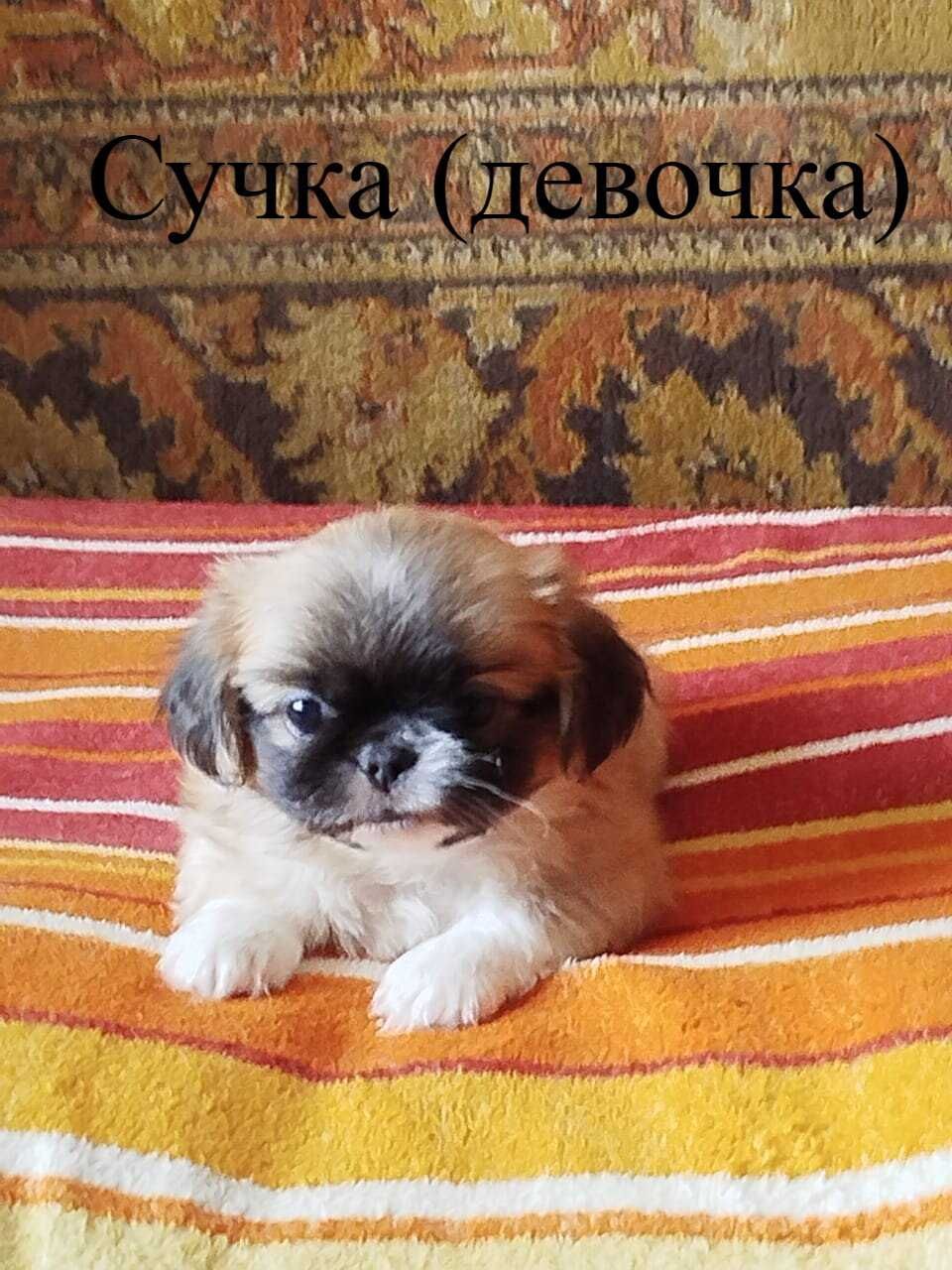Бронирование щенков породы «Пекинес»