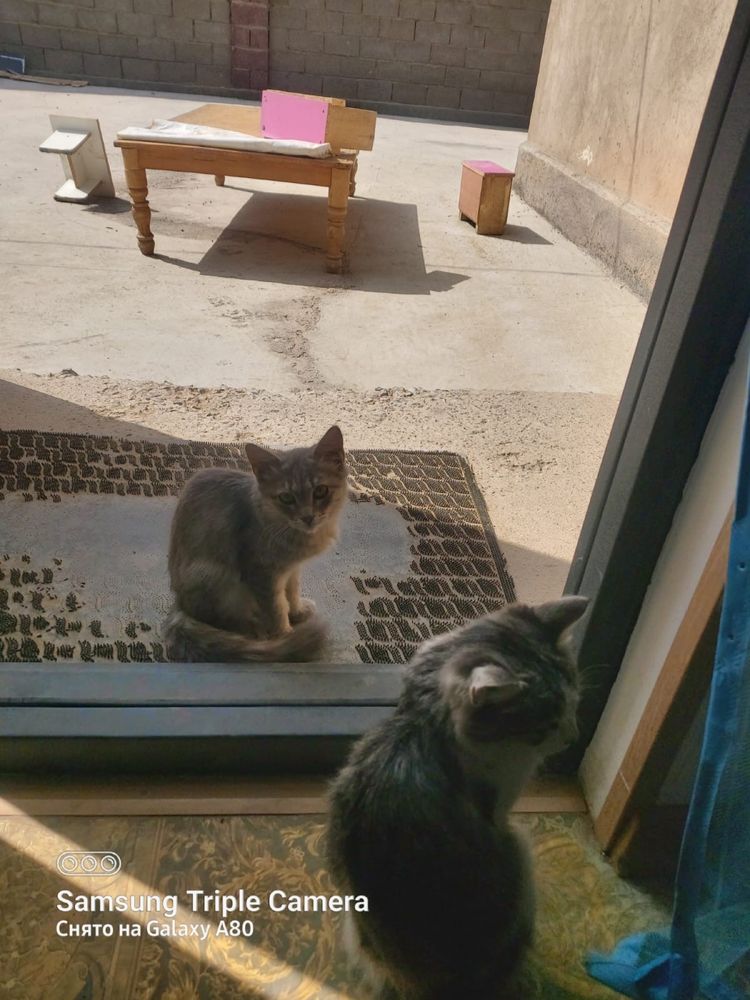 Котята отдам даром
