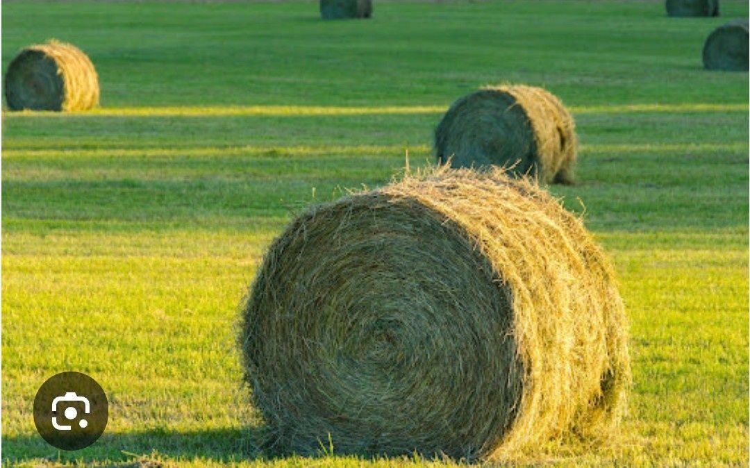 Продам сено 2025г