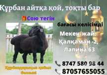 Қой бараны тоқты