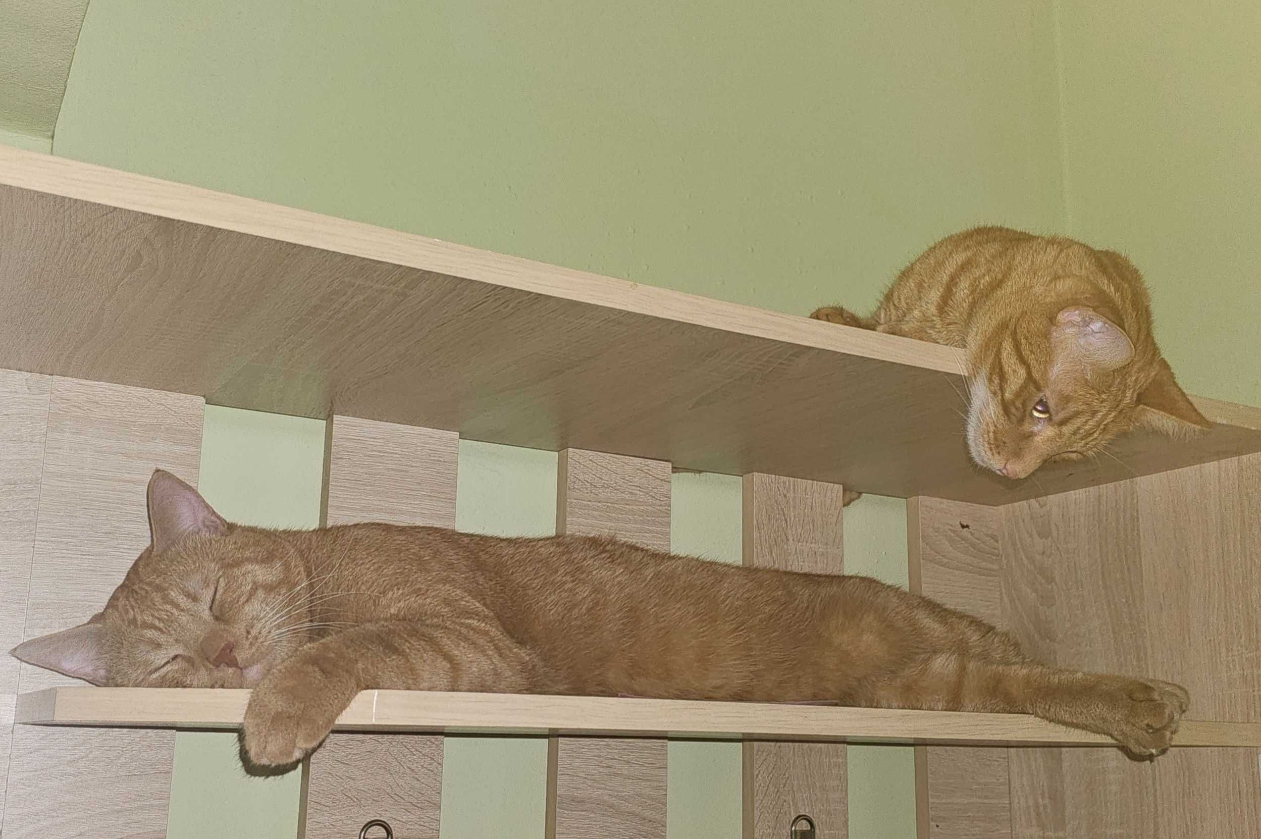 Отдам двух домашних котов в добрые руки с приданным