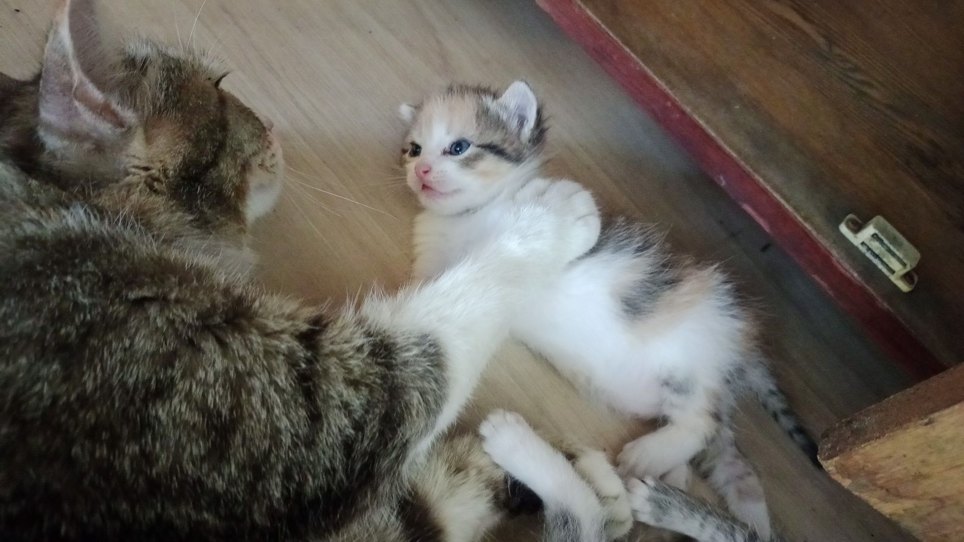 Котята умной кошки