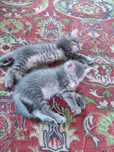 Отдам котят в добрые руки