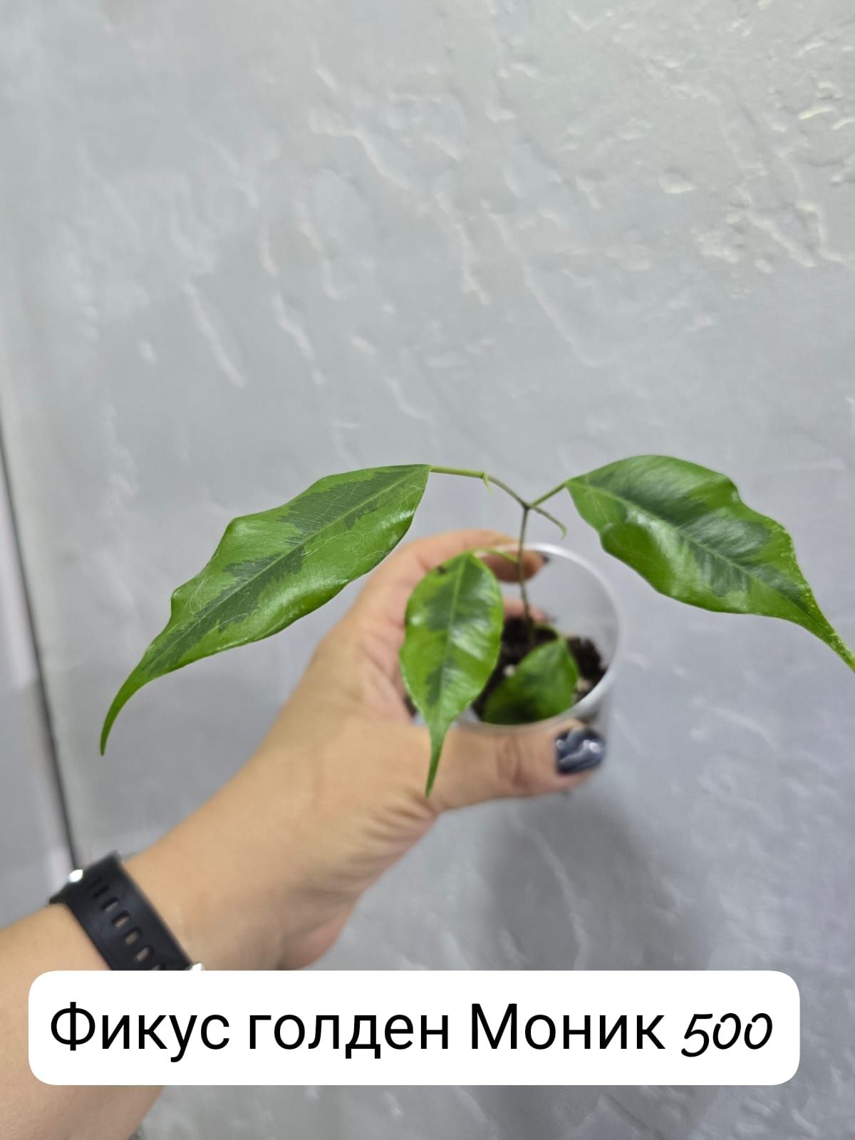 Комнатные    цветы