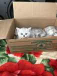 Продаются чистокровные британские котята