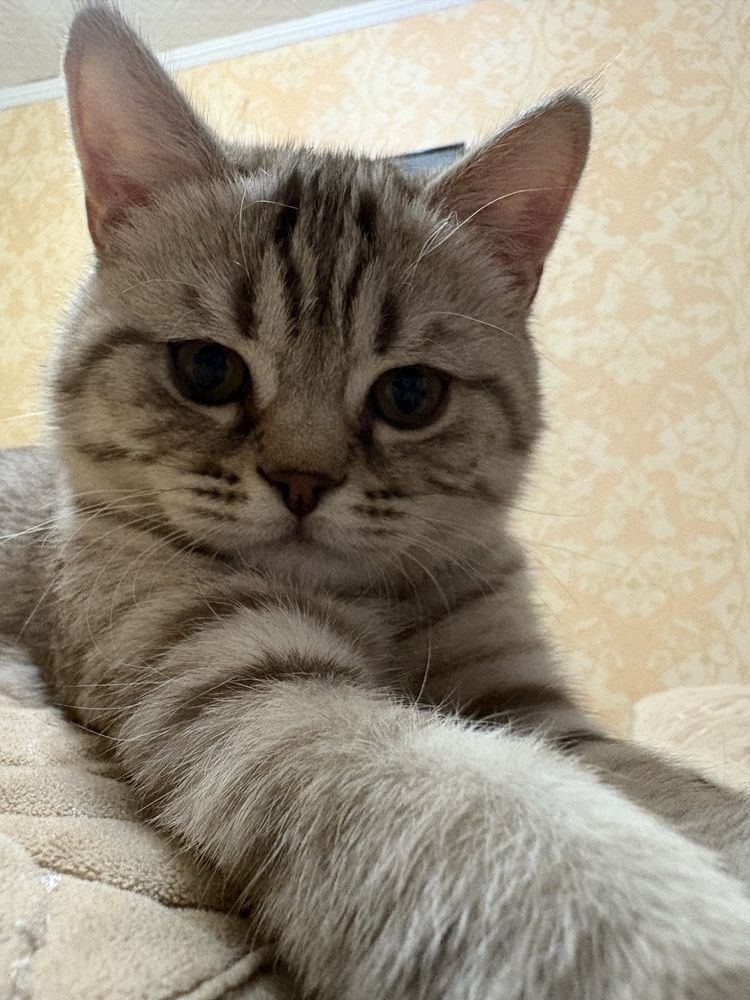 Продается котенок