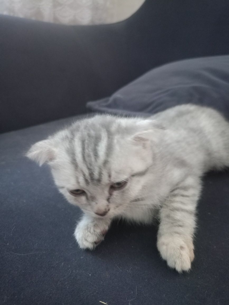 Котята вислоухие