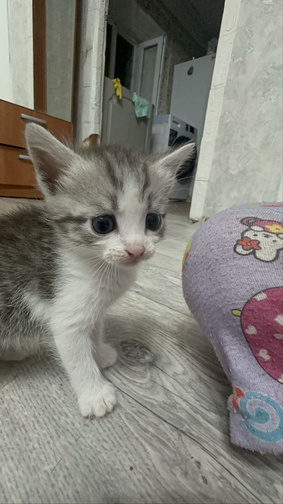 Отдам в добрые руки котят