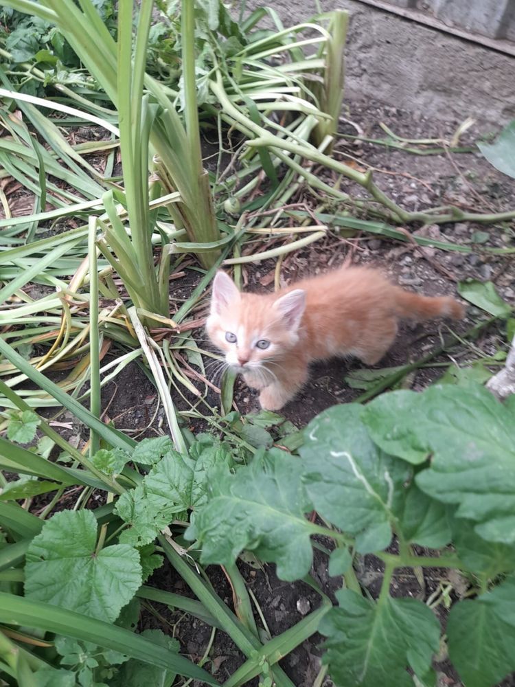 отдам котят в добрые руки
