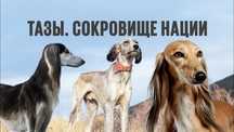 Тазы сокровище нации