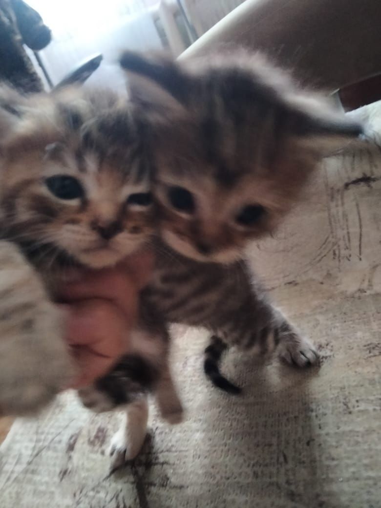 Отдам котят в добрые руки